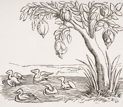 Barnacle Geese, after a woodcut in 